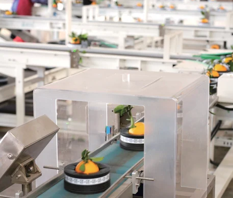 A closer view of fruit moving through the sorting equipment