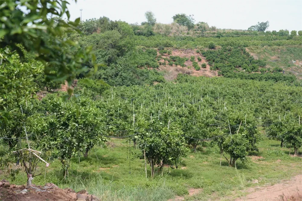Citrus trees in Jintang